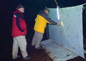 Entomologists studying the diversity of the tropical forest shine bright lights and wait for the bugs.