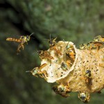 Mayan Stingless Honeybees