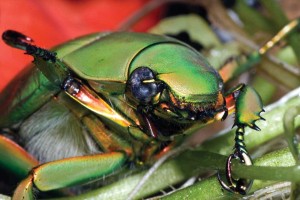 Beetles comprise the largest order of animals on Earth