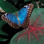 Morpho butterfly