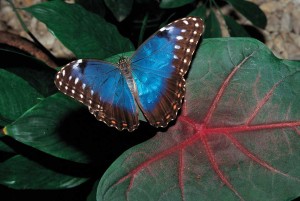 Morpho butterfly