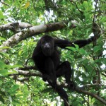 Aguateca Howler Monkey