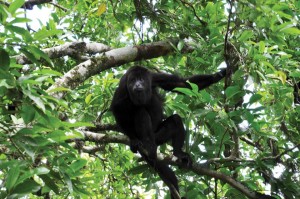 Aguateca Howler Monkey