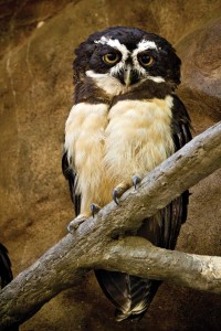 Pulsatrix perspicillata or spectacled owl, La Aurora Zoo, Guatemala (Photo by Sofía Monzón)