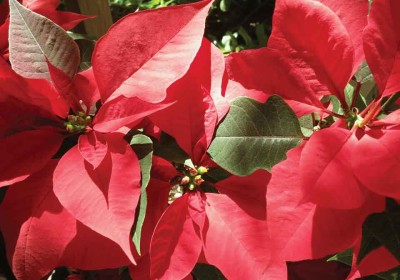 Poinsettias are native to Mesoamerica (Rudy Girón)