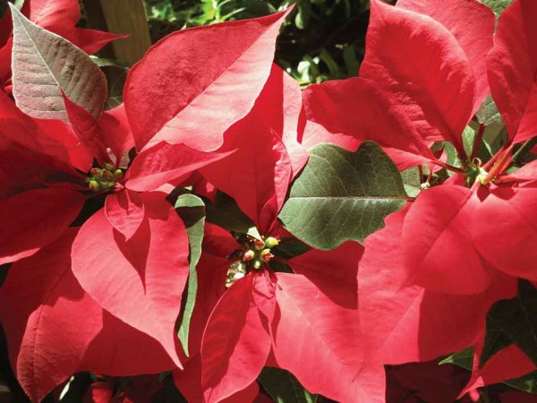 Poinsettias are native to Mesoamerica   (Rudy Girón)