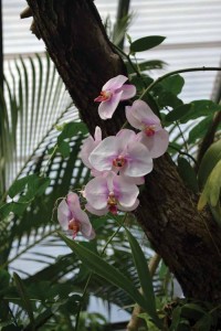 Orchids are just part of the beauty of Blue Harbor Tropical Arboretum