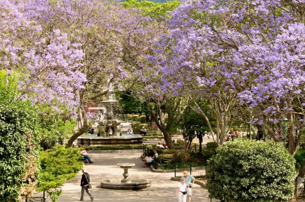 Jacarandas at Central Park in Antigua Guatemala by photos.rudygiron.com