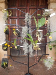 I Exposición Nacional de Orquídeas by Rudy Girón