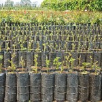 These rose plants are prepared in pilones (bags) for sale (image by photos.rudygiron.com)