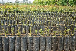 These rose plants are prepared in pilones (bags) for sale (image by photos.rudygiron.com)