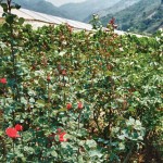 “Mother“ rose plants are used for grafting (image by photos.rudygiron.com)