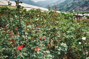 “Mother“ rose plants are used for grafting (image by photos.rudygiron.com)