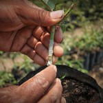 Roses are transplanted through grafting (image by photos.rudygiron.com)