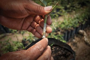 Roses are transplanted through grafting (image by photos.rudygiron.com)