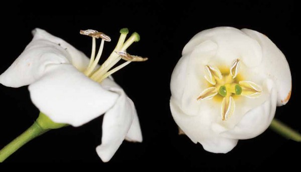 Flowers of Tree of Santo Hermano Pedro