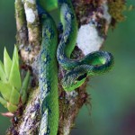 The beautiful and rare palm viper Bothriechis aurifer