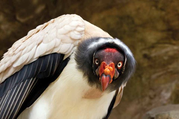 King vulture  (Sofía Monzón)