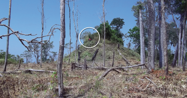 The effects of deforestation, and a person (in red) chopping down a tree at the archaeological site Las Guacamayas (WCS Guatemala)