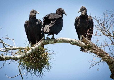 Black vultures at Río de la Pasión (Dr. Nicholas M. Hellmuth)