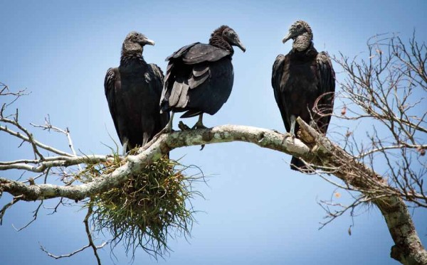 Black vultures at Río de la Pasión  (Dr. Nicholas M.  Hellmuth)