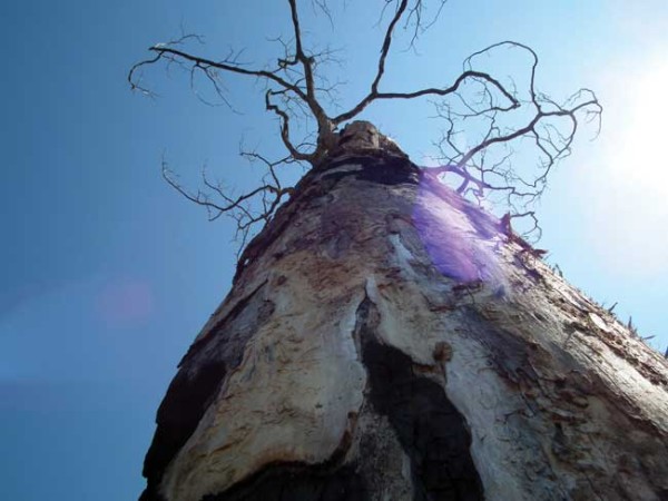 A burned Cantemo tree at the archaeological site Las Guacamayas—it can no longer be used by macaws. (WCS Guatemala)