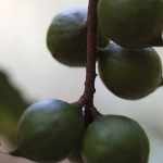 A trip to the Valhalla Macadamia Farm