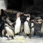 Humboldt Penguins Arrive at La Aurora Zoo