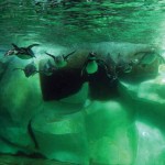 Humboldt Penguins Arrive at La Aurora Zoo