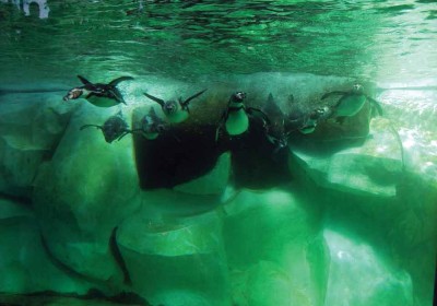 Humboldt Penguins Arrive at La Aurora Zoo