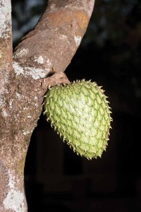 Annona squamosa or sugar apple, Studio FLAAR (photo: Sofía Monzón)