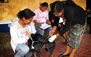 Vaccinating the dogs and cats campaign (image by <a href="http://photos.rudygiron.com">photos.rudygiron.com</a>)