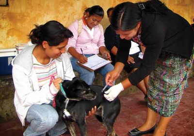 Vaccinating the dogs and cats campaign (image by photos.rudygiron.com)