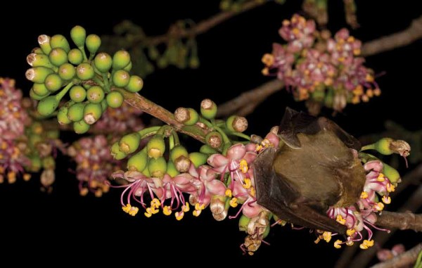 I estimate 200 or more bats converge on a single ceiba tree for the nectar released during flower blooming.