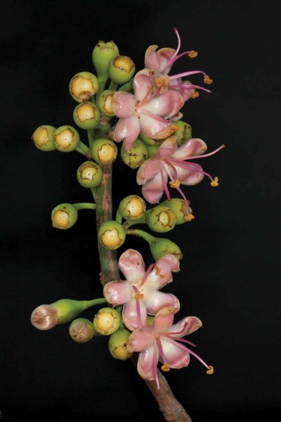 Ceiba trees bloom only at night and only for a limited period.