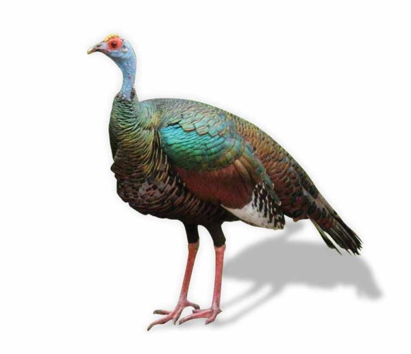 The oscillated or Petén turkey