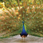 peacock (photo by César Tian)