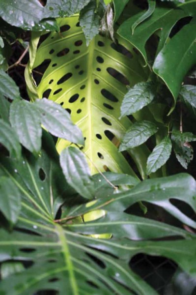 Leaves of the Monstera deliciosa (photo by Daniela de Costa)