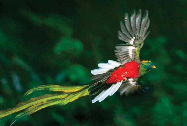 Resplendent quetzal (Thor Janson)