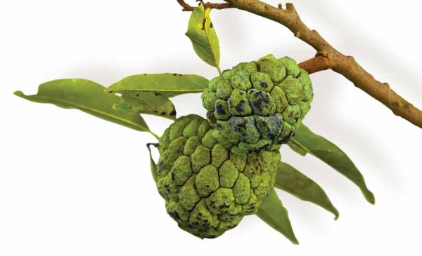 Annona squamosa or sugar apple, Studio FLAAR (photo: Sofía Monzón)