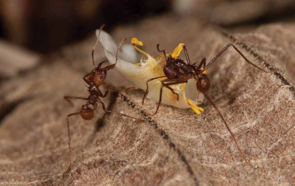Leaf cutting ants (photo by Dr. Nicholas M. Hellmut)