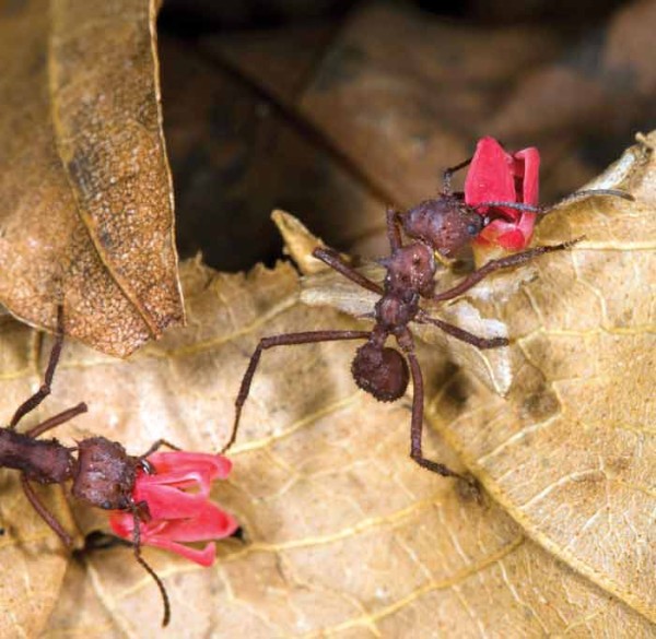 Leaf cutting ants (photo by Sofia Monzon)