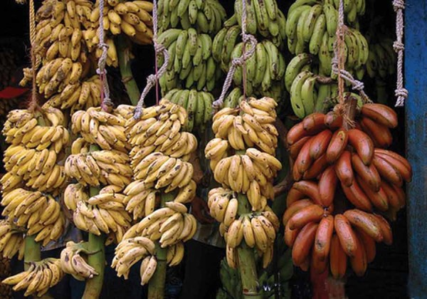 Variety of Bananas