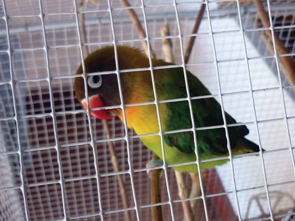 Bird