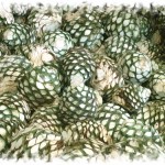 Agave pineapples