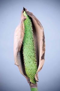 Spike and spadix of an immature flower (photo by Sofía Monzón)