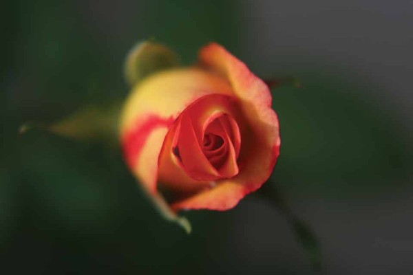 rose (photo by César Tián)