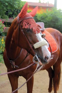 A happy and healthy Rosie sporting her new bridle, saddle pad, and fly bonnet (photo by César Tián)