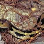 The cincuate is a large snake that lives in the cool highlands and primarily hunts rats. It is widely accused of sneaking into villages at night and sucking milk from both cows and women!