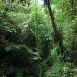 Deep within the El Triunfo Biosphere Reserve. The forest’s canopy is very dense, and most of the year it is covered by a thick mist. Gigantic ferns surround big, evergreen trees covered by lichens, orchids and bromeliads resembling pendant gardens.